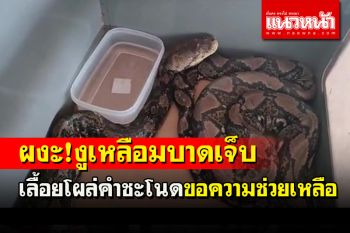 ตะลึง! งูเหลือมมีบาดแผลเหวอะหวะเลื้อยโผล่คำชะโนด คาดมาขอความช่วยเหลือ