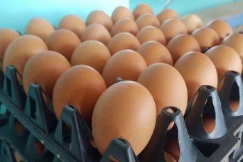 สมาคมไข่ไก่ประกาศช่วยตรึงราคาไข่คละหน้าฟาร์มไม่เกิน 3.10 บาท