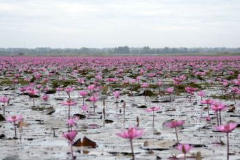 ลูกเสือที่บ้าน 14.43 พาเที่ยวทั่วไทย อุดรธานี : อาทร จันทวิมล