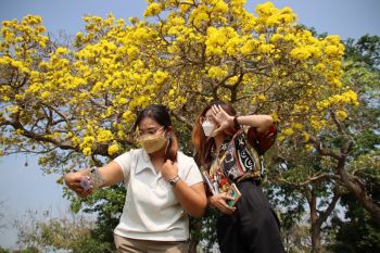 ชมดอกเหลืองปรีดียาธรบานรับลมร้อนที่ ม.ราชภัฏพิบูลสงคราม