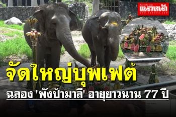 \'สวนสัตว์สงขลา\' จัดใหญ่บุพเฟต์ฉลอง \'พังป้ามาลี\' อายุยาวนาน 77 ปี \'วันช้างไทย\'