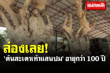 แห่ขอเลขเด็ด \'ต้นสะเดาเท้าแสนปม\' อายุกว่า 100 ปี