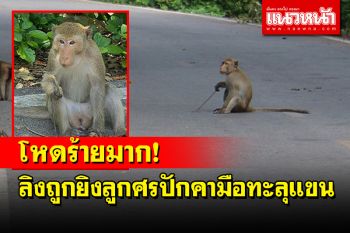 โหดร้าย! ลิงเพศผู้ถูกยิงจนลูกศรปักคามือทะลุแขนแสนทรมานสัตวแพทย์พยายามช่วย