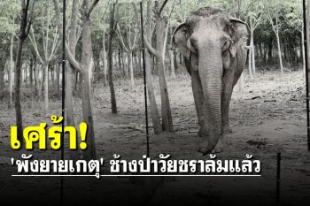 ข่าวเศร้า! \'พังยายเกตุ\' ช้างป่าวัยชรา นางงามมิตรภาพล้มแล้ว