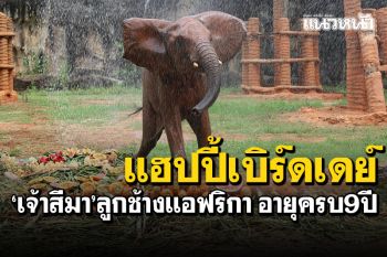 แฮปปี้เบิร์ดเดย์! ฉลองครบ9ปี\'เจ้าสีมา\' ลูกช้างแอฟริกาตัวเดียวในประเทศไทย