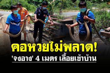 คอหวยไม่พลาด! \'จงอาง\' 4 เมตร เลื้อยเข้าบ้าน ส่องเลข งวด1เมษาฯนี้