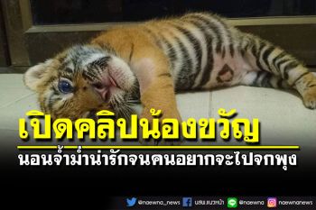 เปิดคลิป\'น้องขวัญ\'ลูกเสือโคร่งน้อย อาการดีขึ้น กินนมเก่ง ร่าเริงมากๆ