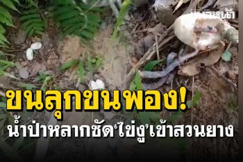 ขนลุกขนพอง! น้ำป่าหลากซัด\'ไข่งู\'เข้าสวนยาง เขี่ยดูเจอตัวลูกงูออกจากไข่