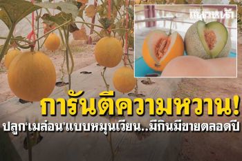 การันตีความหวาน! ปลูก\'เมล่อน\'แบบหมุนเวียน มีกินมีขายตลอดปี กก.ละ65-80บาท