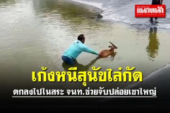 เก้งหนีสุนัขไล่กัดตกลงไปในสระน้ำกลุ่มอนุรักษ์ช่วยจับปล่อยบนเขาใหญ่