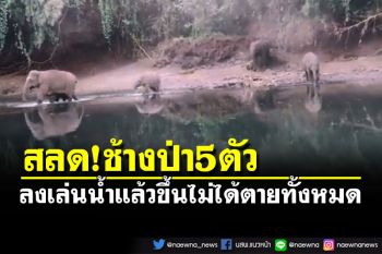 สุดเศร้า! สูญเสียครั้งใหญ่ช้างป่า 5 ตัว ลงเล่นน้ำแล้วขึ้นไม่ได้ พบเหลือแต่ซาก