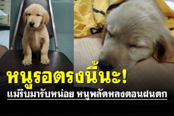 หนูรอตรงนี้นะ! สน.ลุมพินี ตามหาผู้ปกครอง \'น้องหมา\' หลังพลัดหลงจากบ้าน