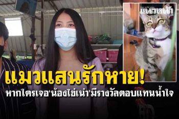 สาวเศร้าแมวแสนรักหาย! หากใครเจอ\'น้องไข่เน่า\'มีรางวัลตอบแทนน้ำใจ