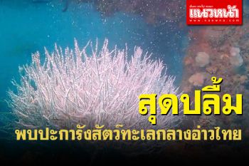 ปลื้มพบปะการังสัตว์ทะเลเพิ่มขึ้นจากจุดวางแท่นสำรวจน้ำมันกลางอ่าวไทย