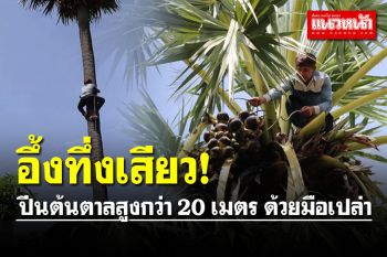 อึ้งทึ่งเสียว! รองประธานสภา อบต.บางพลับ ปีนต้นตาลสูงกว่า 20 เมตร ด้วยมือเปล่า