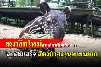 ฉลอง 44 ปีสวนสัตว์เปิดเขาเขียวเปิดตัวสมาชิกใหม่ \'ลูกสมเสร็จ\' สัตว์ป่าสงวนของไทยหาชมยาก