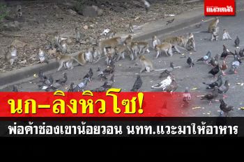 นก-ลิงหิวโซ! พ่อค้าช่องเขาน้อย-ตังกวนวอน นทท.แวะมาให้อาหาร แม้แต่\'ไมเคิล\'เจ้าพ่อลิงก็ยังอด