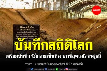 เตรียมบันทึกสถิติโลก \'ไม้กลายเป็นหิน\' ที่ยาวที่สุดในโลก 8 ก.ค.นี้
