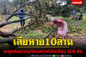 ชาวสวนเมืองตราดโอด! พายุถล่มสวนทุเรียนหักโค่นเกือบ 200 ต้นเสียหาย 10 ล้าน