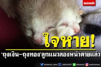 สุดเศร้า! น้อง\'ถุงเงิน-ถุงทอง\'ลูกแมวสองหน้าตายแล้ว หลังสู้ชีวิต 4 วัน