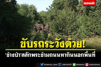 ขับรถระวังด้วย! \'ช้างป่า\'สลักพระ ข้ามถนนสาย3199 ออกหากินนอกพื้นที่