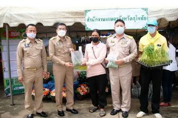 เกษตรสุโขทัยขยายพันธุ์\'ต้นแหนแด\'พืชจิ๋วมหัศจรรย์ช่วยเกษตรกรลดต้นทุนปุ๋ยแพง