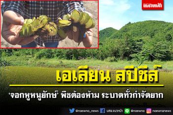 ‘พืชต้องห้าม’แต่ระบาดทั่วจนกำจัดยาก  ‘จอกหูหนูยักษ์’ถึงเวลาปรับกฎเอื้อควบคุม
