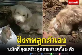 สุดเศร้า! \'แม็กกี้\' สุนัขพันธุ์พุดเดิ้ลช่วยฝังศพลูกตัวเองหลังคลอดตายหมดทั้ง 5 ตัว
