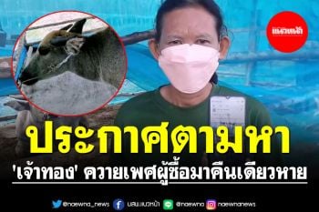 ประกาศตามหา \'เจ้าทอง\' ควายเพศผู้ซื้อมาคืนเดียวหาย ใครเจอมีค่าตอบแทน