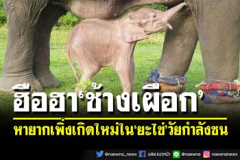 ฮือฮา! เมียนมาเปิดภาพ\'ช้างเผือก\'หายาก เกิดใหม่วัยกำลังซนในยะไข่