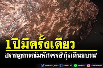 1 ปีมีครั้งเดียว... เตรียมชมมหัศจรรย์ของธรรมชาติ\'ปรากฏการณ์กุ้งเดินขบวน\'