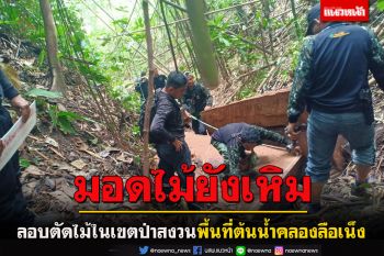 มอดไม้ยะลาเหิมไม่หยุด! ลักลอบตัดไม้ในเขตป่าสงวนแห่งชาติพื้นที่ต้นน้ำคลองลือเน็ง