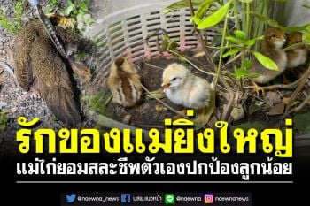 รักของแม่ยิ่งใหญ่!! แม่ไก่ยอมสละชีพตัวเองปกป้องลูกน้อย