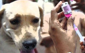 พระนครฉีดวัคซีนพิษสุนัขบ้า ฟรี  เขตพระนครชวนนำสัตว์เลี้ยงฉีดวัคซีนพิษสุนัขบ้า