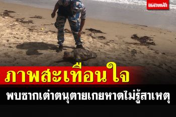 สะเทือนใจ! ชาวบ้านพบซากเต่าตนุ อายุ 5 ปี ตายเกยหาดโดยไม่รู้สาเหตุ
