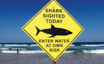 Science Update : ‘ฉลาม’เข้าใกล้ชายหาดเขตเมืองที่ผู้คนพลุกพล่านมากขึ้น