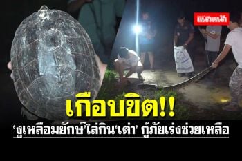 เกือบขิต!! ชาวบ้านอึ้งเร่งแจ้งกู้ภัย \'งูเหลือมยักษ์\' ไล่เขมือบ \'เต่า\'