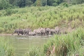 มูลนิธิสหชาติ เปิดศูนย์จิตอาสา \'รักคุณเท่าช้าง\' ที่ป่าเด็ง