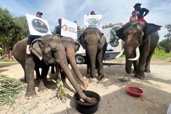ซีพีเอฟ หนุนโครงการ ‘คนไทยรักช้าง’ ปี 2 มอบอาหารช้าง 60 ตัน ช่วยช้างทั่วไทยฝ่าวิกฤตโควิด-19