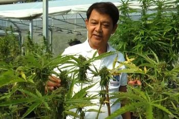 ‘วิสาหกิจชุมชนฯ’บุรีรัมย์ เห็นด้วยออก พ.ร.บ.ควบคุมกัญชา​ เชื่อเกิดประโยชน์ทุกฝ่าย