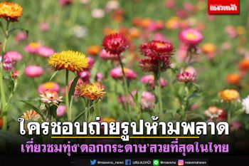 ทะลักโครงการพระราชดำริฯ แห่ชม\'ทุ่งดอกกระดาษ\' หนึ่งเดียวในประเทศไทย