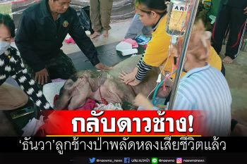 สุดยื้อ! \'ธันวา\'ลูกช้างป่าพลัดหลง เสียชีวิตลงอย่างสงบแล้ว