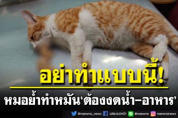 หมอยกเคสทำหมัน\'น้องแมว\'หวิดดับ หลังเจ้าของโกหก ย้ำ‘ต้องงดน้ำ-อาหาร’