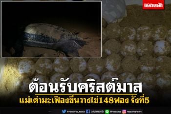 ต้อนรับวันคริสต์มาส​! แม่​เต่า​มะเฟือง​ขึ้นวางไข่148ฟอง​ รังที่​5​ ชายหาดนาเกลือ​