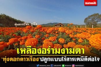 ปลูกไร้สารพิษดีต่อใจ! \'ทุ่งดอกดาวเรือง\'ที่ภูเรือ เหลืองอร่ามสุดลูกตา