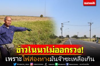 ชาวนาขอร้อง! ปิดไฟก่อนได้มั้ย\'ข้าว\'ไม่ออกรวง เพราะ\'ไฟส่องทาง\'มันจ้าซะเหลือเกิน