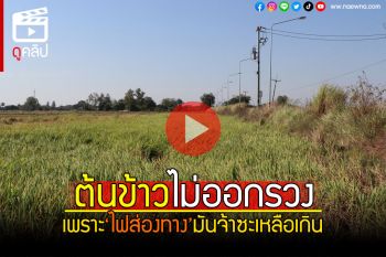 (คลิป) ชาวนาขอร้อง! ปิดไฟก่อนได้มั้ย\'ข้าว\'ไม่ออกรวง เพราะ\'ไฟส่องทาง\'มันจ้าซะเหลือเกิน