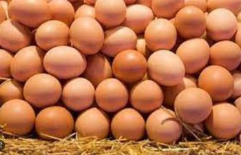 แม่บ้านอ่วมทั้งไข่ไก่-หมูแห่ขึ้นราคา  ผู้เลี้ยงยอมรับแบกภาระต้นทุนอาหารสัตว์ไม่ไหว
