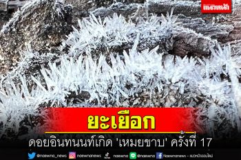 ดอยอินทนนท์ยะเยือก! เกิด \'เหมยขาบ\' สุดสวยงามครั้งที่ 17 ของปีกระต่าย