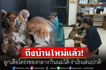 ลูกเสือโคร่งของกลาง ถึงบ้านใหม่แล้ว ปลอดภัยทุกตัว  ชื่นใจ\'กินนมได้-ร่าเริงเล่นปกติ\'
